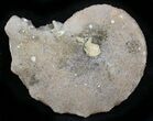 Agate/Chalcedony Replaced Ammonite Fossil #25514-1